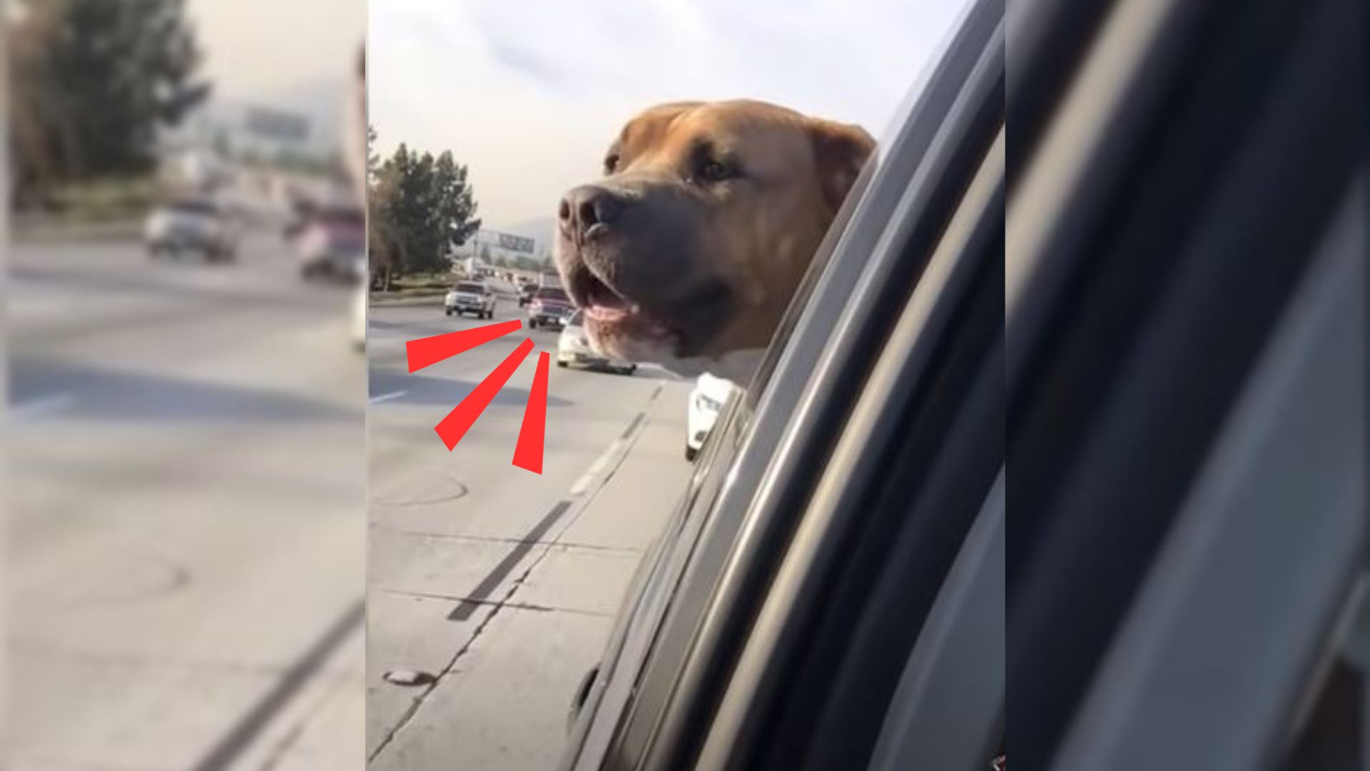 Happy dog sitting on a back seat