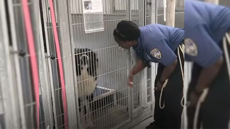 This Scared Dog Didn't Trust People