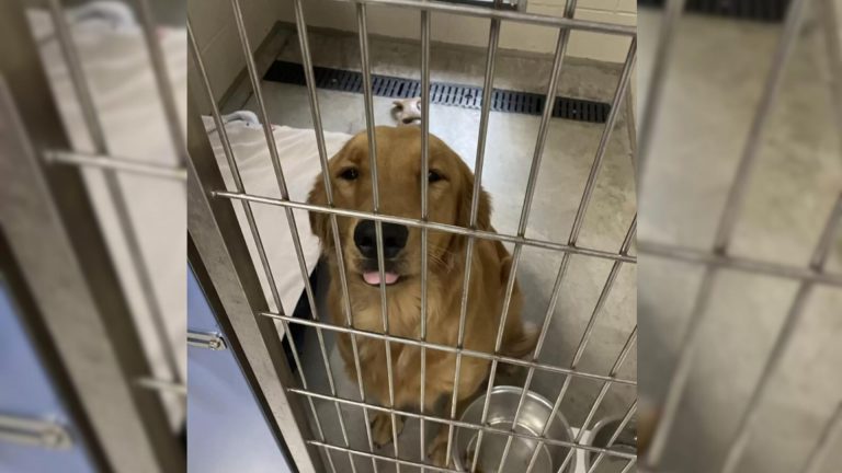 dog in a kennel