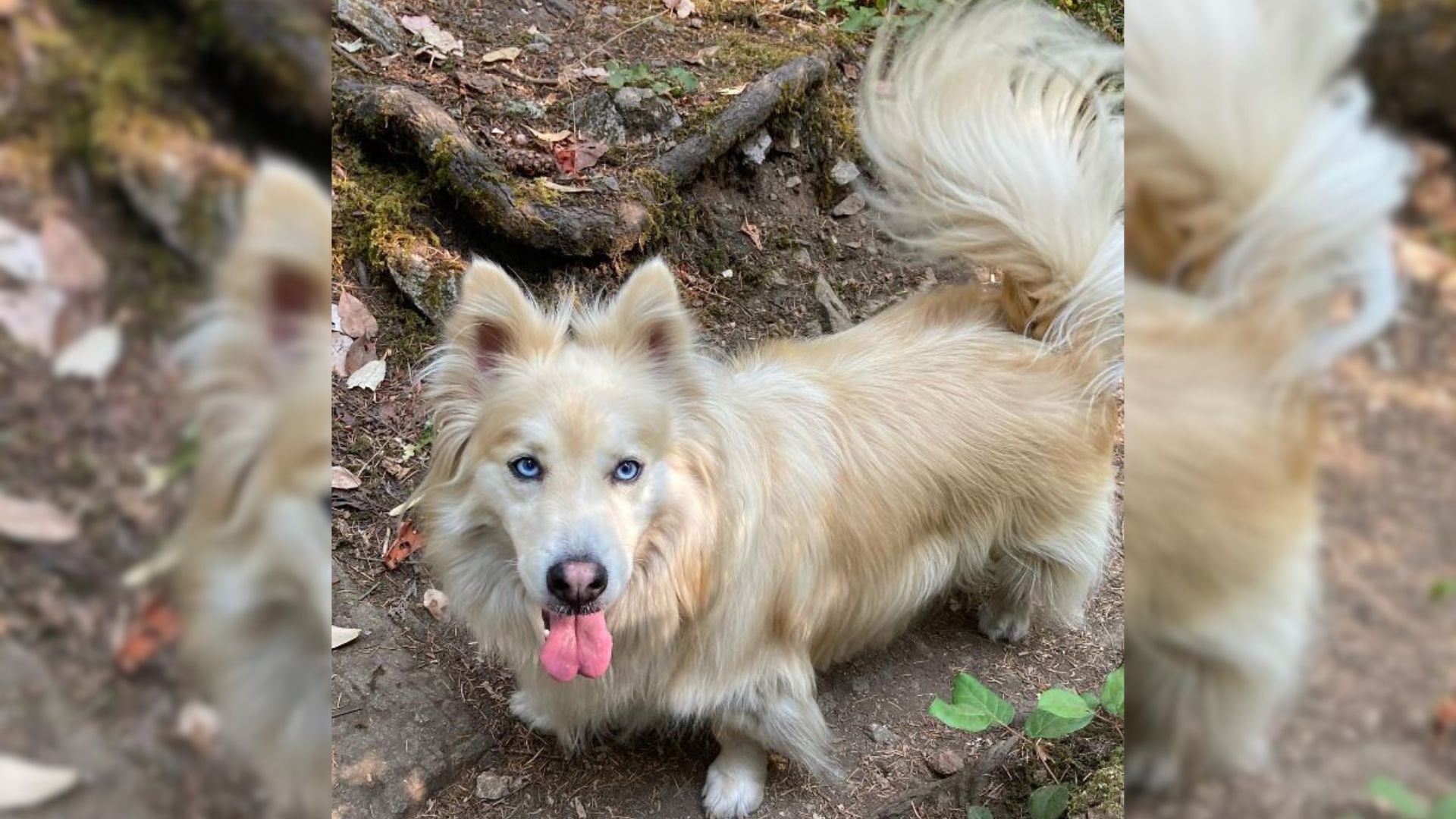 cute dog in the forest