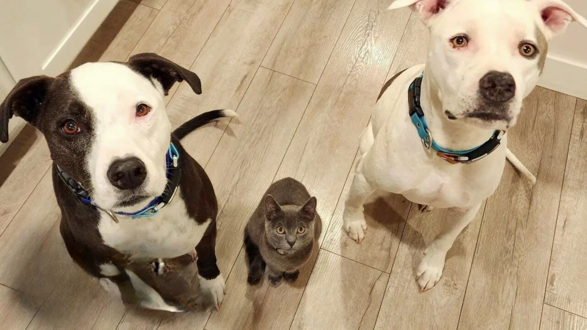 kitten sitting between two pitbulls