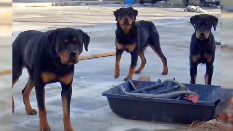 sweet rottweilers saved