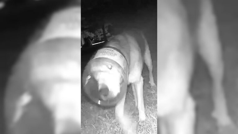 Dog standing outside in a dark