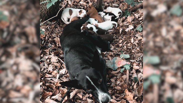 photo of mama dog and puppies in the woods