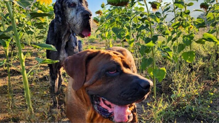 two happy dogs
