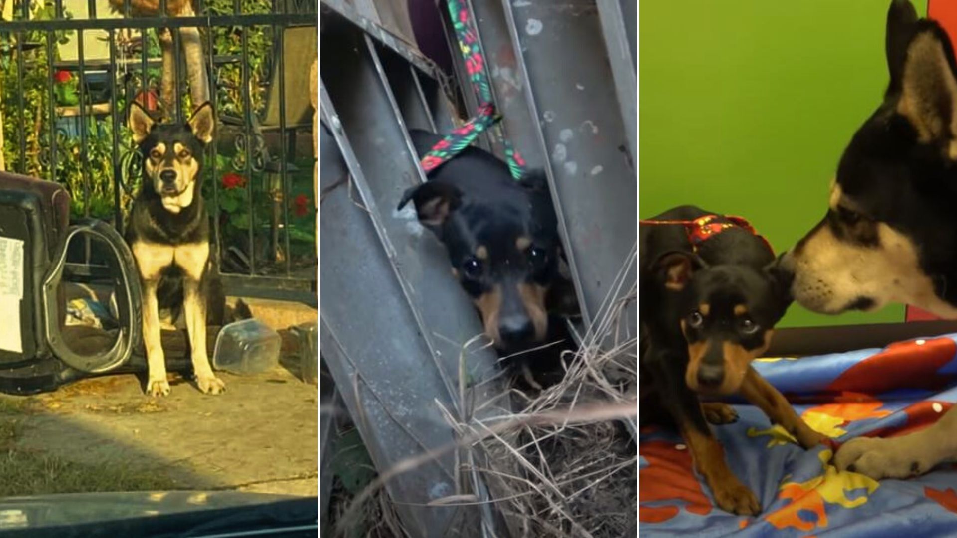 stray dog between ladders