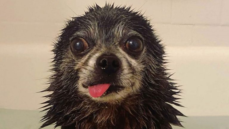 portrait of a cute newly bathed dog mockingly