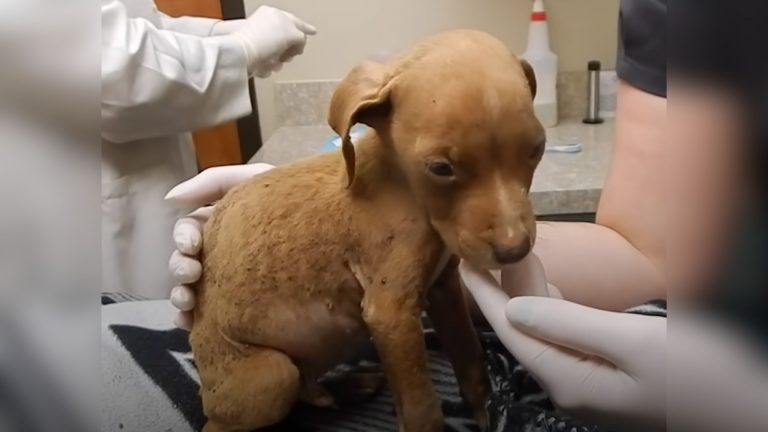 photo of a small pitbull puppy at vet's