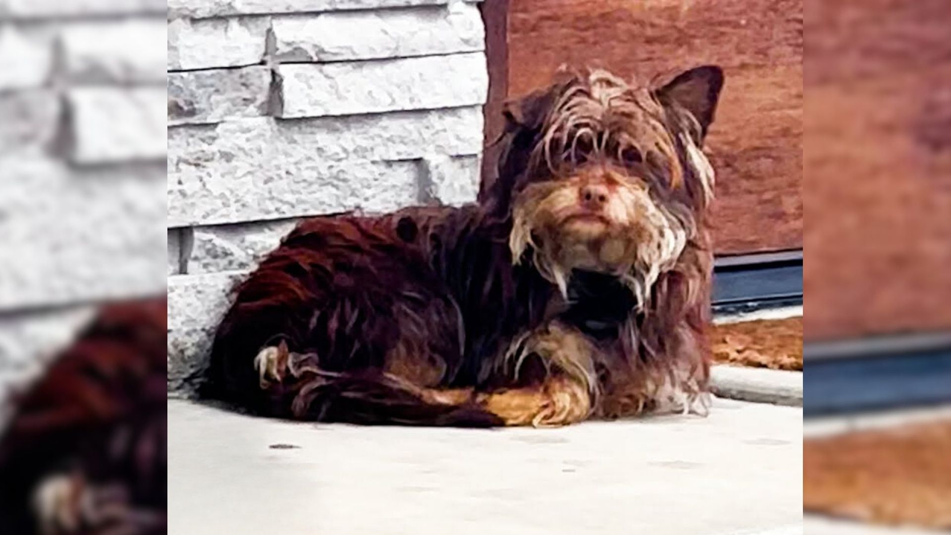 Brown dog with long hair