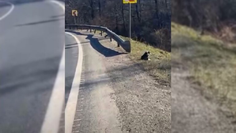 dog on the side of the road