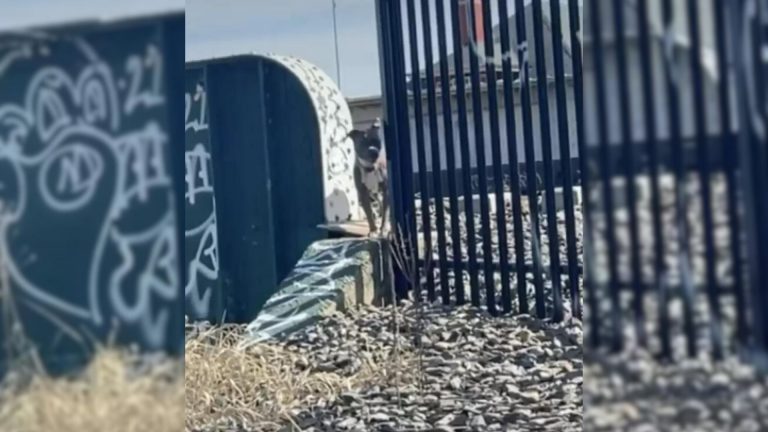 dog standing by the fence