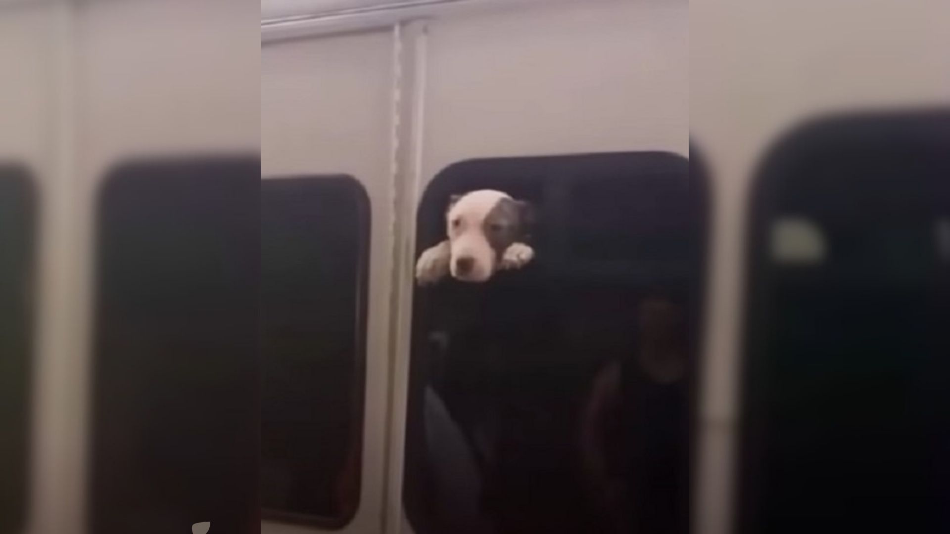 puppy trapped in bus