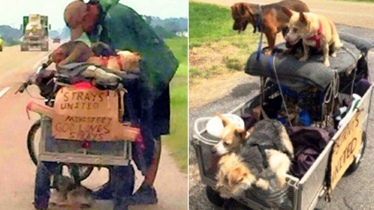 homeless man pushing cart full of puppies