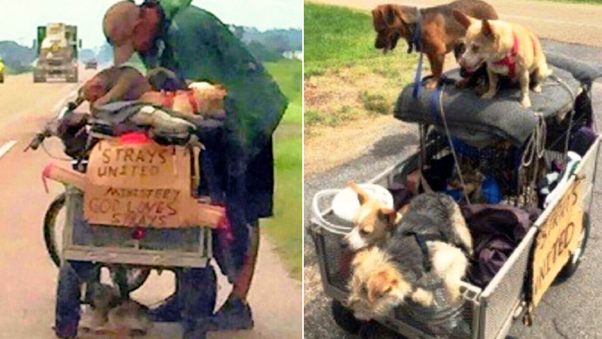 Woman Saw A Man Pushing A Cart Full Of Pups And Was Pleasantly Surprised