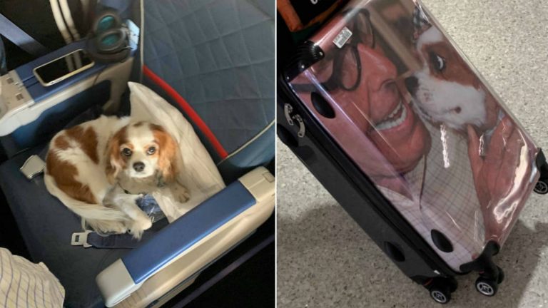 dog sitting in an airplane