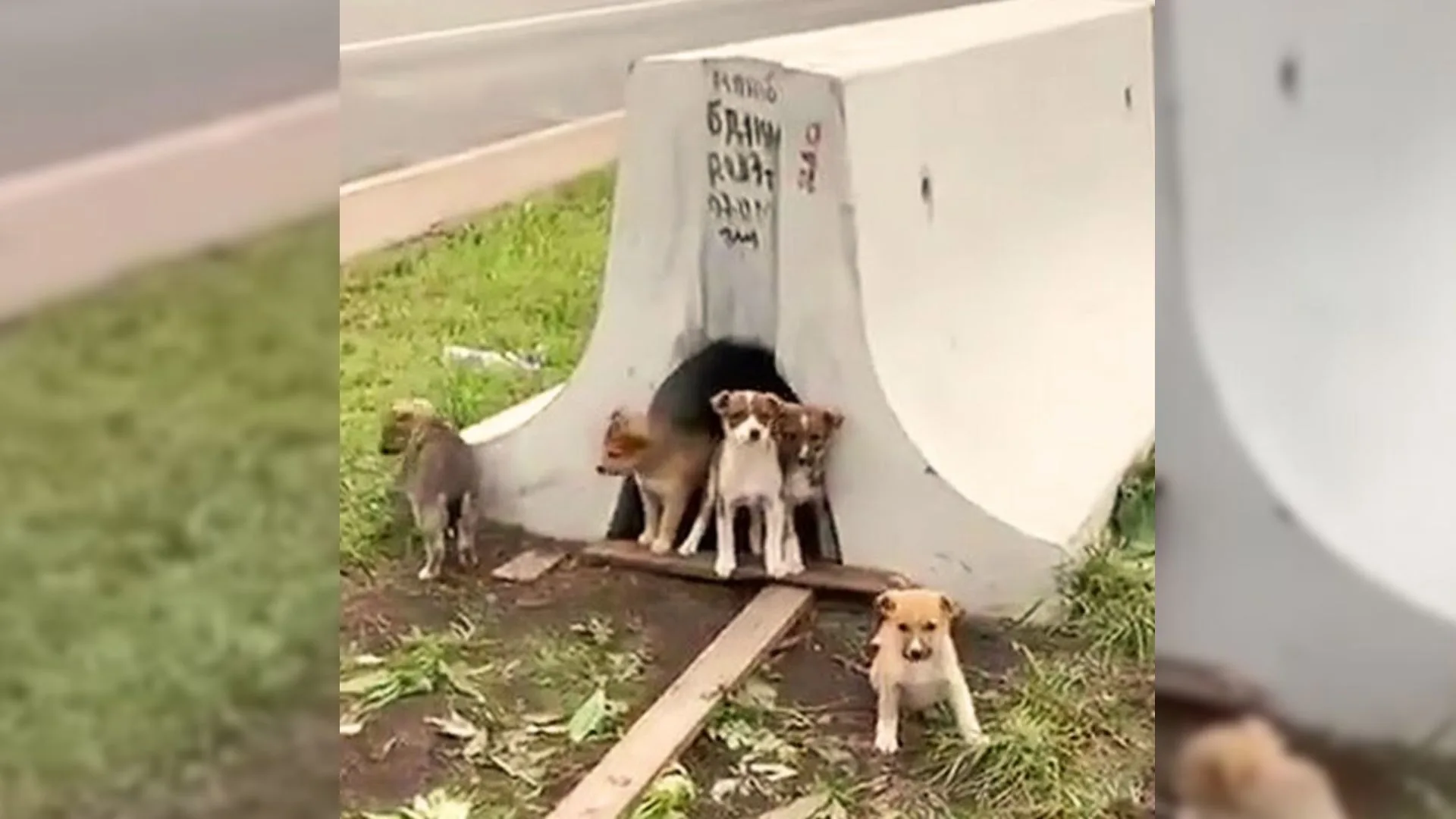 Mujer se sorprendió al ver cachorros esperando a su mamá en una carretera peligrosa
