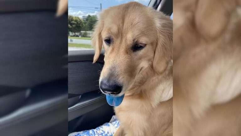 dog with blue tongue