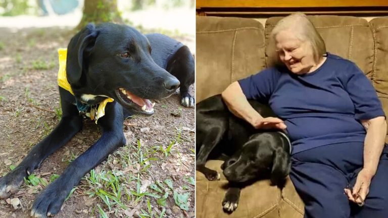 Woman Who Didn’t Like Having A Dog In Her House Changed