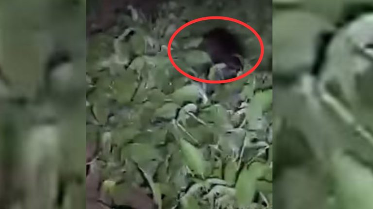 dog in a bushes