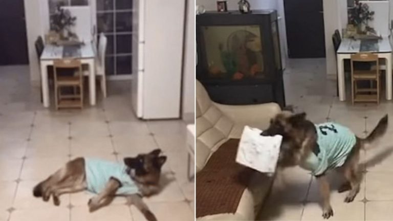 You Must See How This GSD Receives Delivery Packages