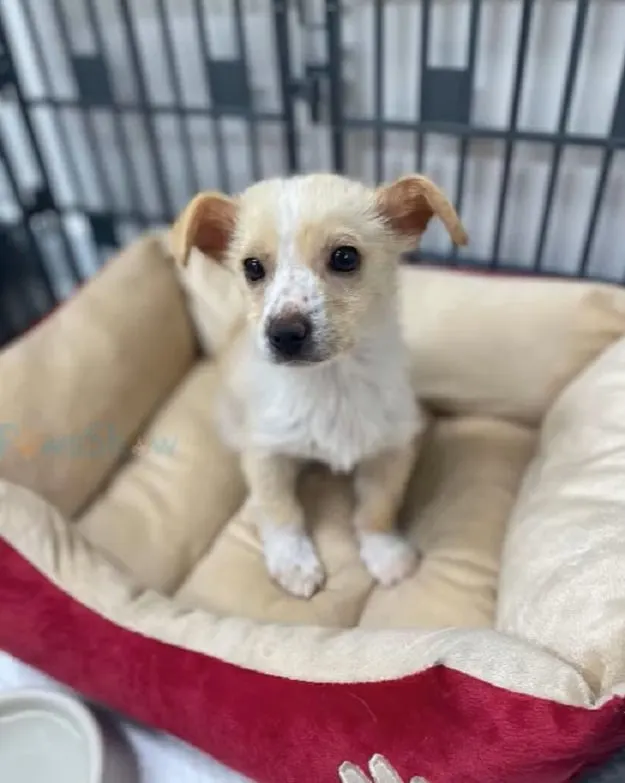 a beautiful rescued puppy is sitting on his pillow