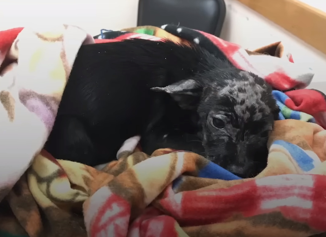 a black found puppy lies wrapped in a blanket