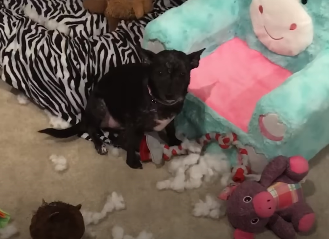 a black puppy next to the bed with a scattered toy