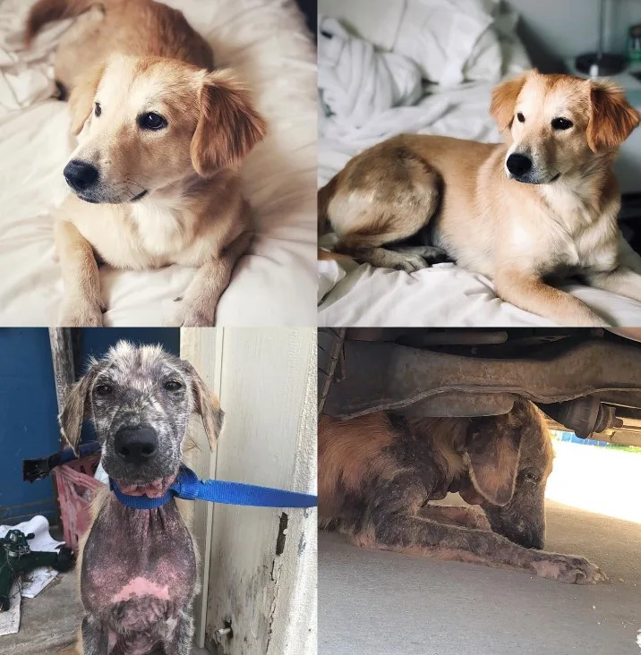 a collage of pictures of the dog before and after it was rescued
