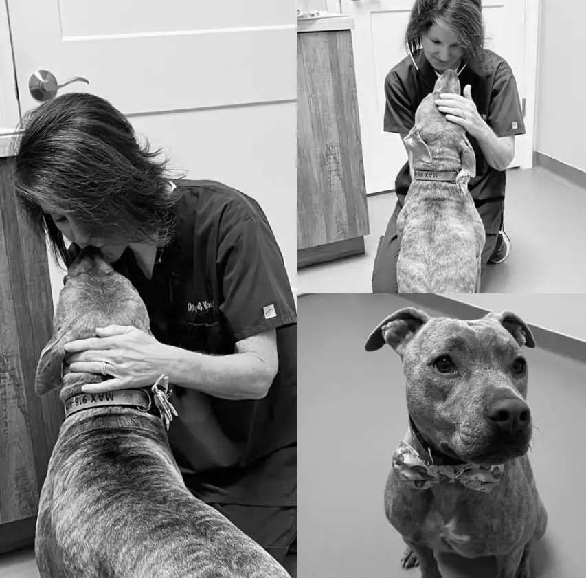 a collage with pictures where a veterinarian caresses a dog