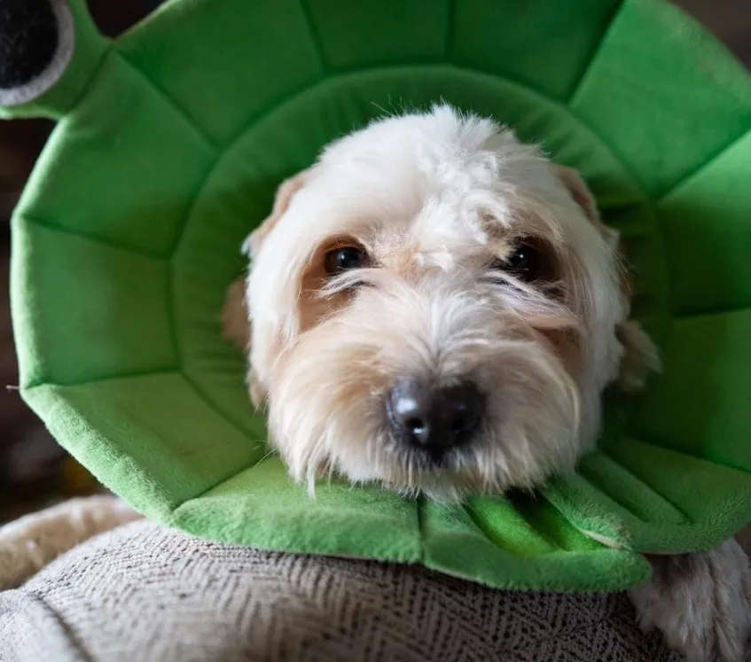 a cute dog with a green collar is lying on the couch