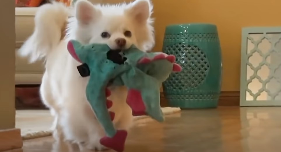 a cute white dog carries a stuffed toy in its mouth