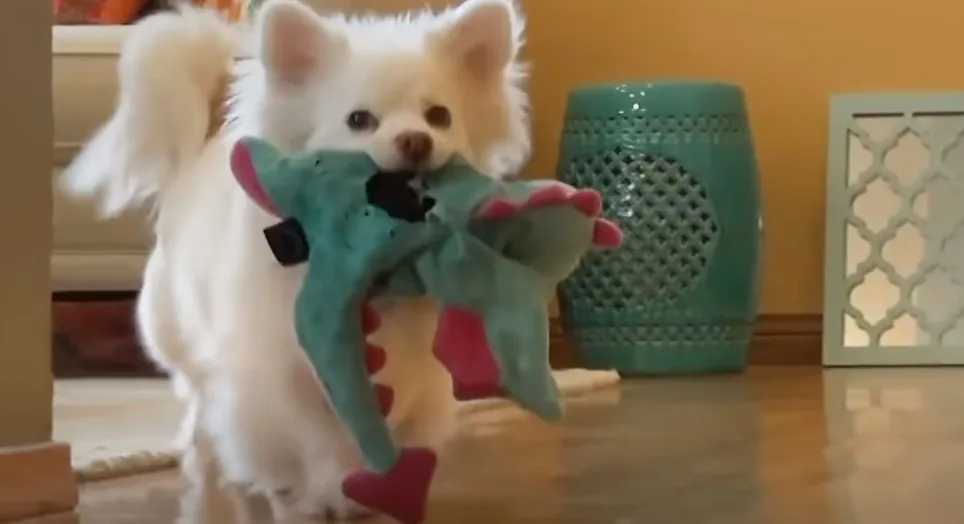 a cute white dog carries a stuffed toy in its mouth