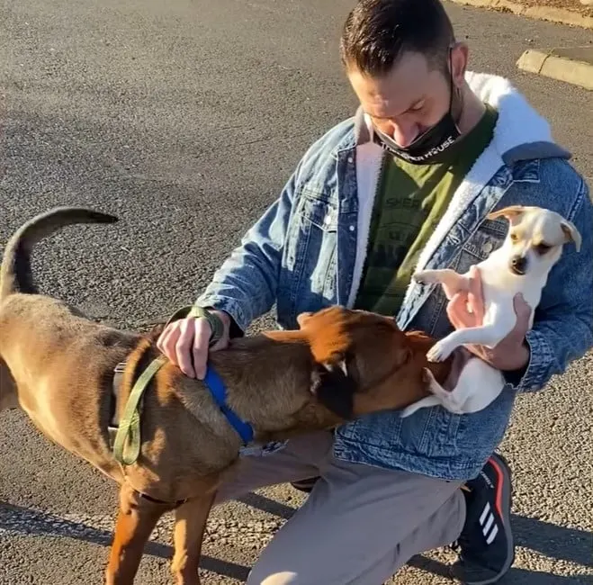a dog sniffs a puppy in a man's arms