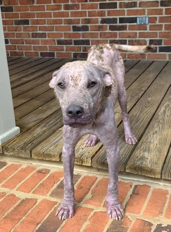 a dog's skin that hardened like stone