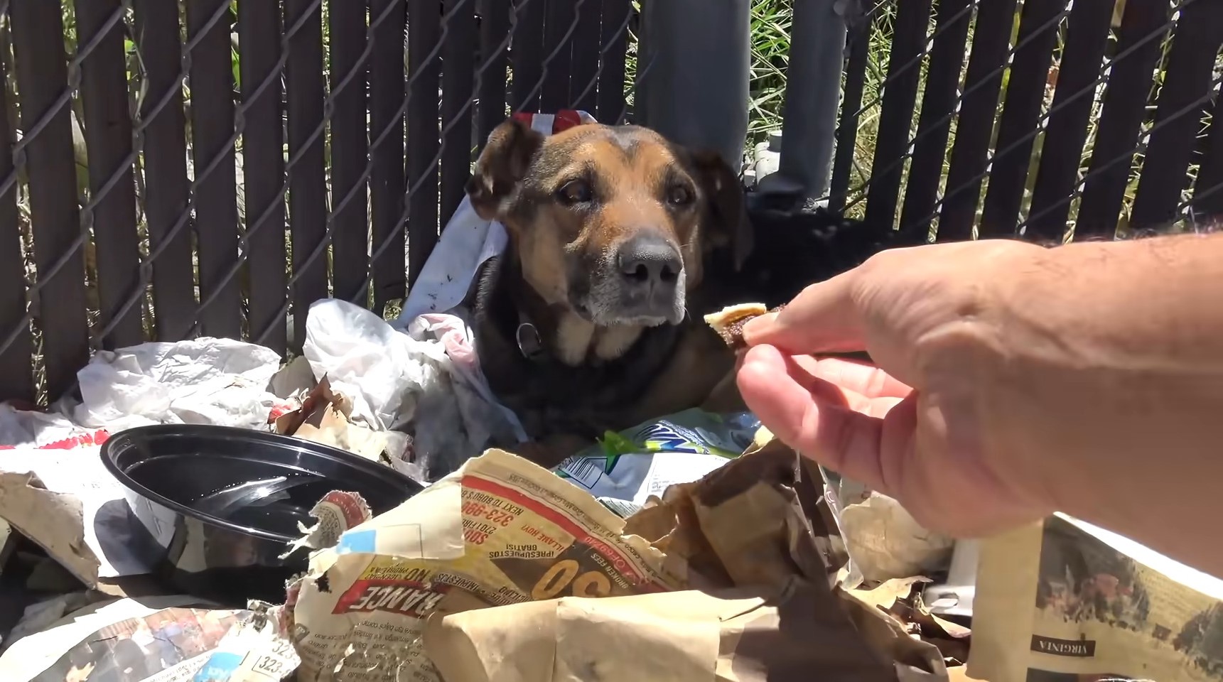 a man feeds a dog lying on the garbage