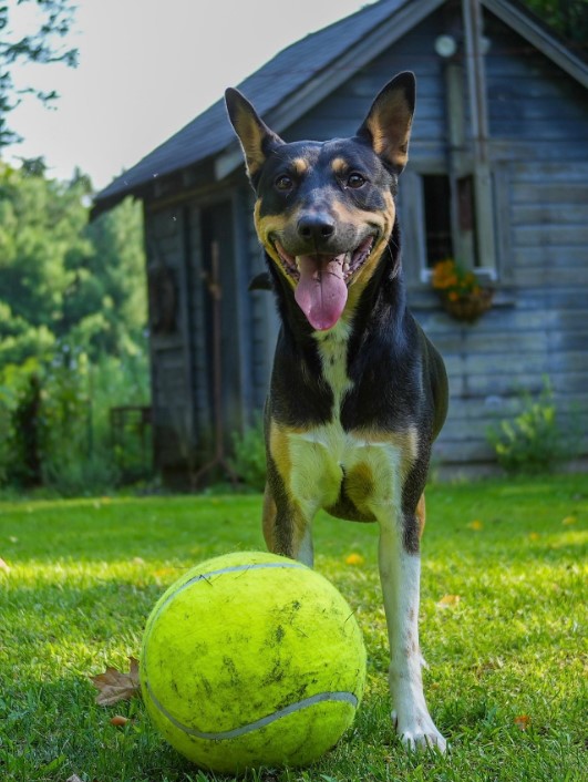 a portrait of a dog with its tongue out and a big ball next to it