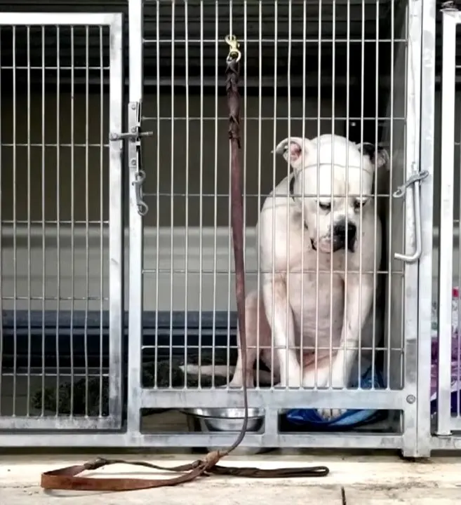 a sad dog in a cage abandoned by his family