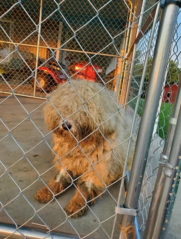 a shaggy dog in a cage