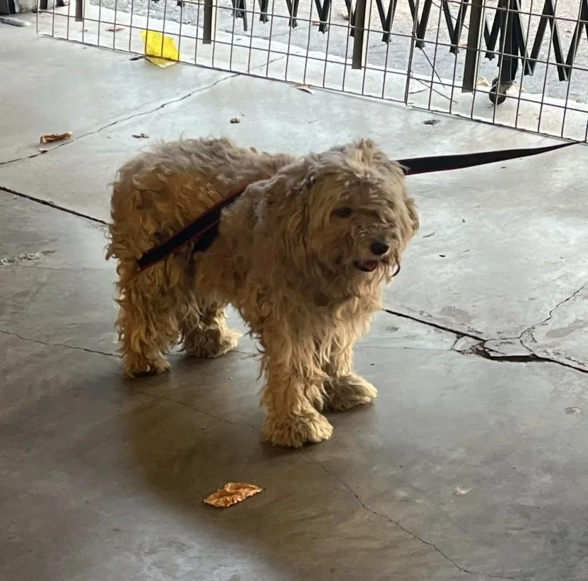 a shaggy homeless dog is standing on the sidewalk