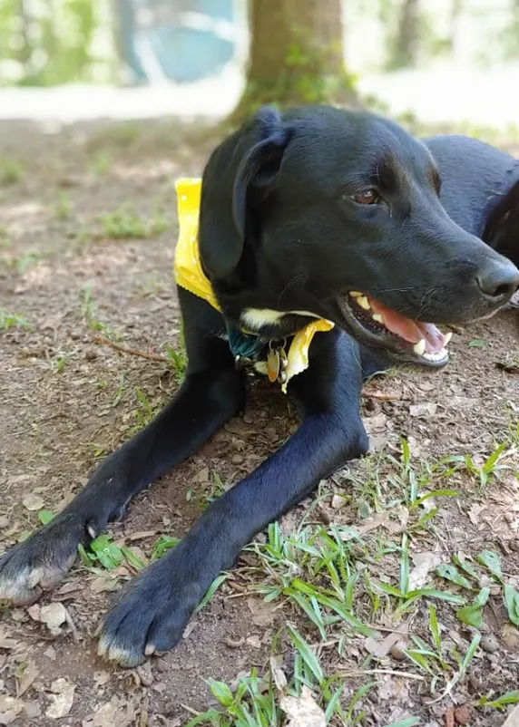 a smiling black dog lies in the park and looks away