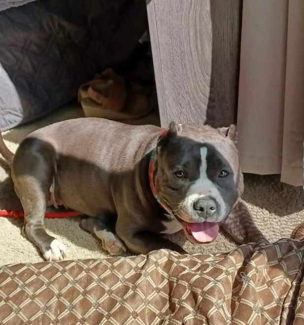 a smiling pit bull lies on the carpet