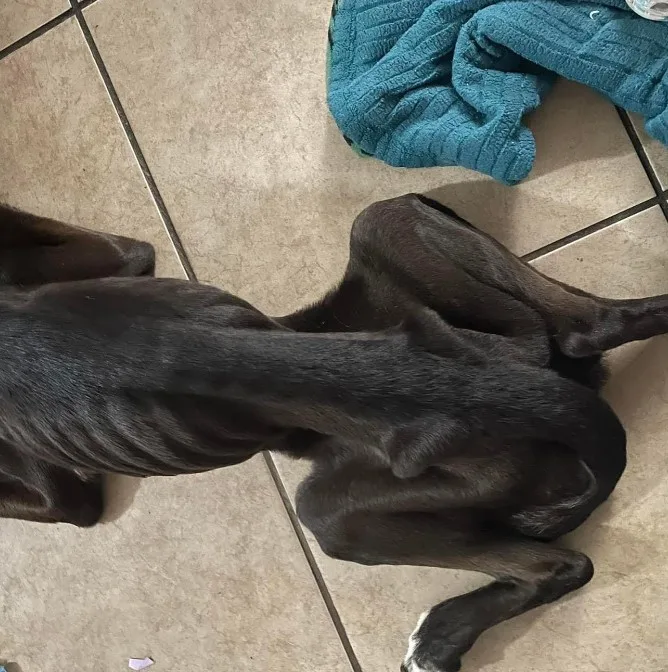 a starving dog lies on the tiles