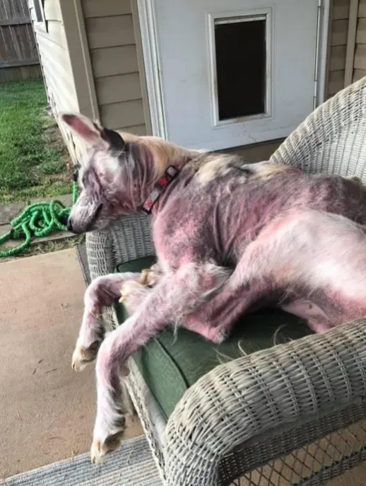 a starving dog sleeps on a wicker chair