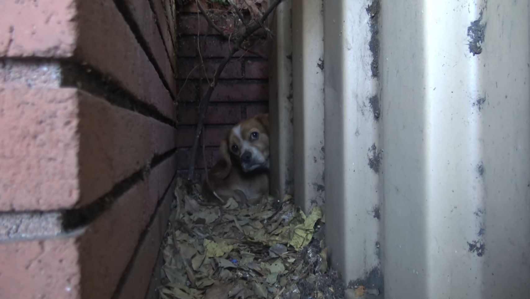 a terrified dog peeks out from behind the wall