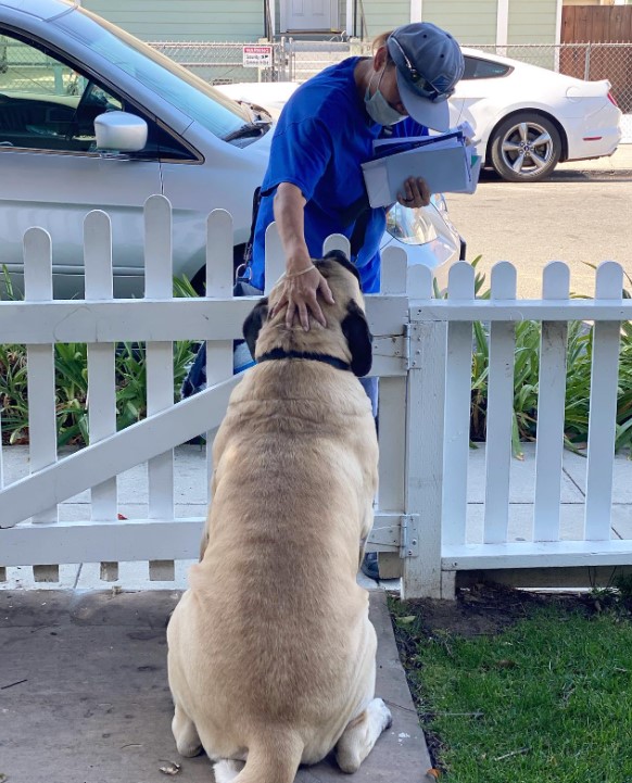 a woman postman petting a dog sitting in the yard