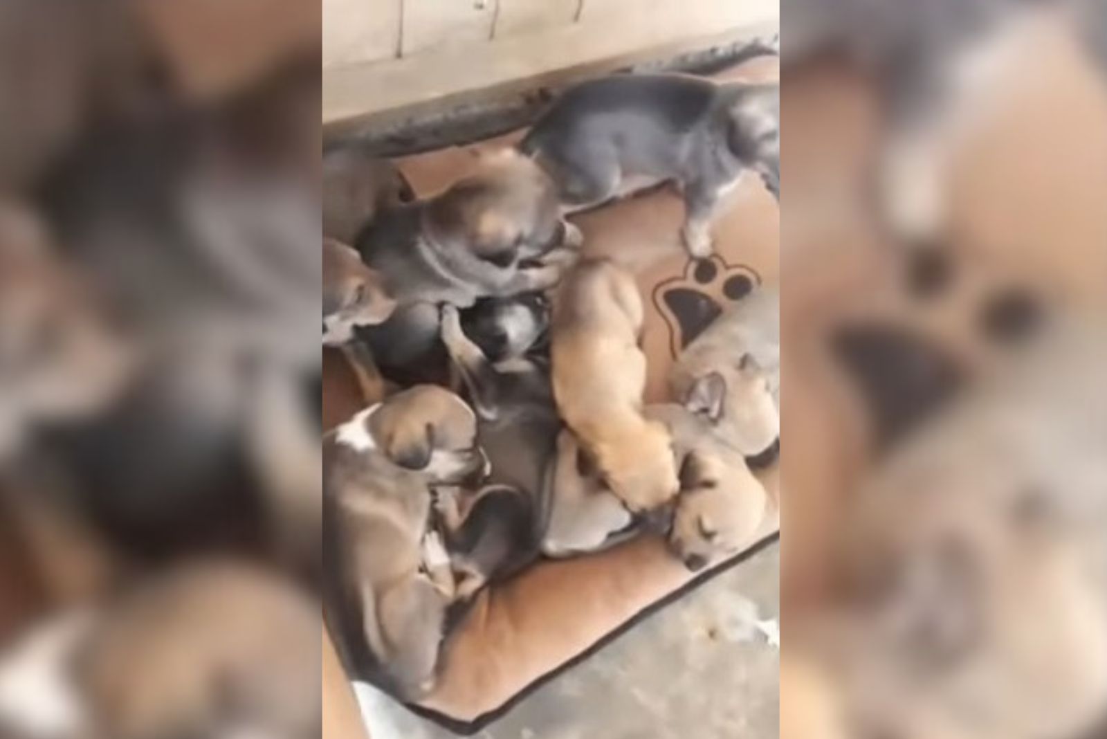 abandoned puppies lie on a blanket in front of the door