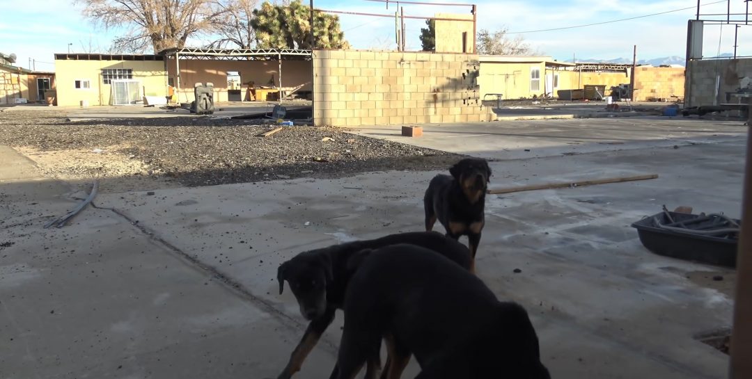 Scared Rottweiler Three Sweet Rottweilers Abandoned Without Food And Water Finally Get ...