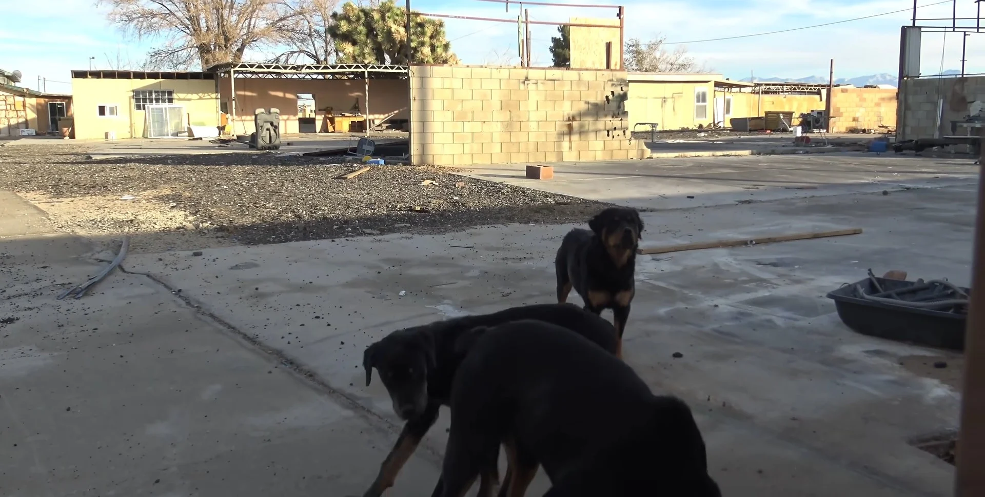 abandoned rottweilers