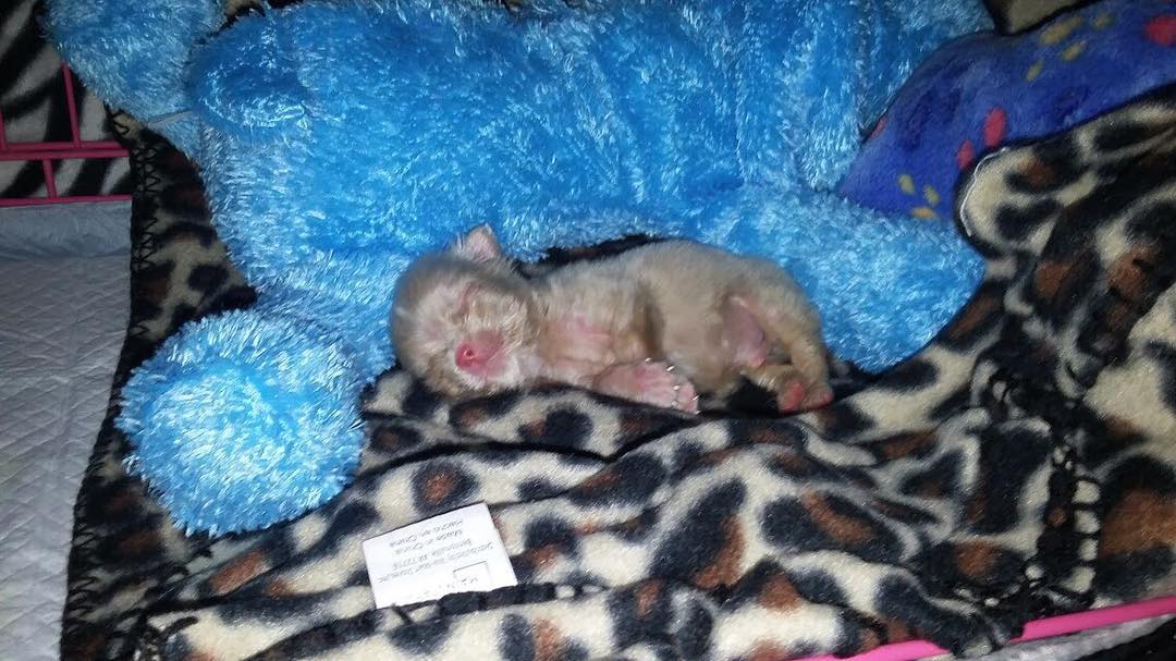 albino puppy sleeping next to blue toy