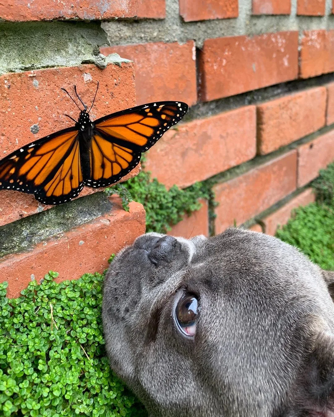 beautiful butterfly and dog